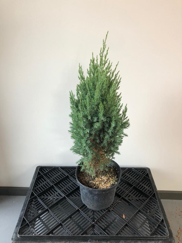 Можжевельник китайский Стрикта